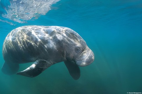 Dugong dans les eaux de Benguerra