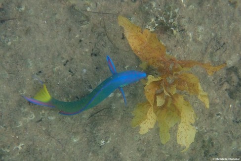 Faune colorée de l'océan Indien dans les eaux du Mozambique