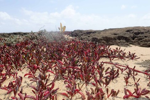 Flore sur les dunes au Mozambique