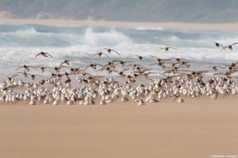 Oiseaux marins sur la côte mozambicaine