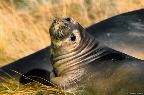 Faune de la Patagonie argentine