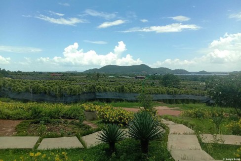 Plantations de poivre dans la région de Ket et Kampot