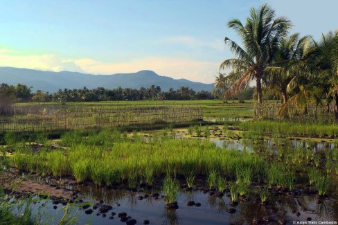 Paysage de la région de Kep et Kampot