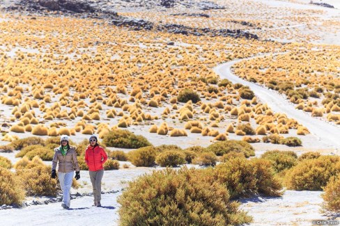 Balade au Chili dans l'Atacama dans le Salar de Tara