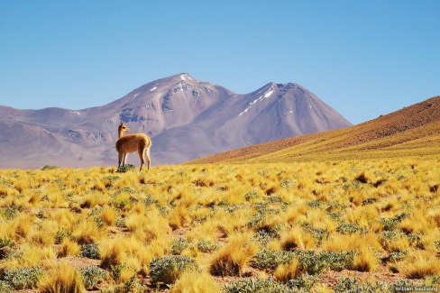 Immensité des paysages chiliens dans l'Atacama