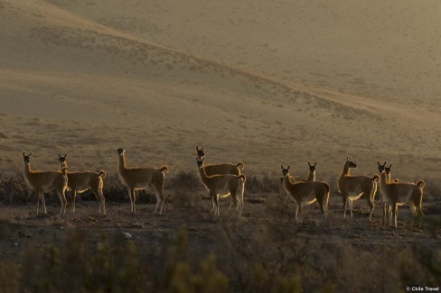 Faune de l'Atacama