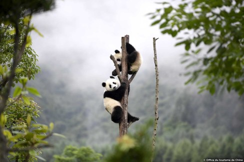 Le panda, animal emblématique de la Chine