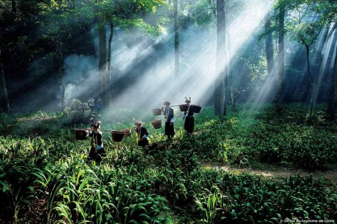 Plantation de thé, Yunnan