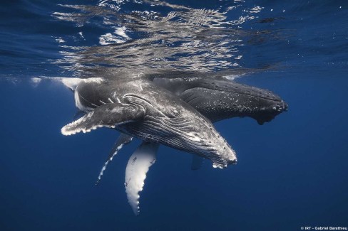 Baleines à bosse dans les eaux du sud sauvage de la Réunion
