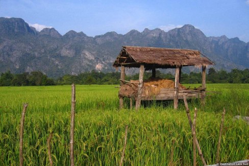 Rizières et montagnes dans la région de Vang Vieng