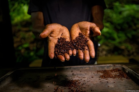 Rencontre avec les producteurs de café au Panama