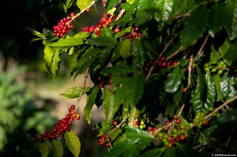 Culture du café à Boquete