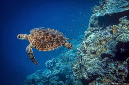 Tortue marine dans les fonds marins des Seychelles