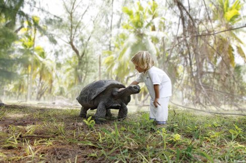 Rencontrer les tortues terrestres aux Seychelles dans les îles extérieures