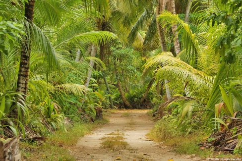 Promenades dans la nature exubérante des îles extérieures des Seychelles