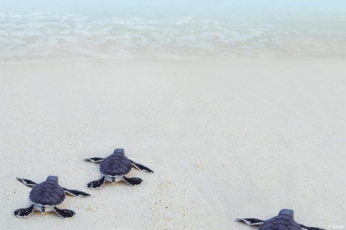 Eclosion des tortues marines sur l'île de Desroches aux Seychelles