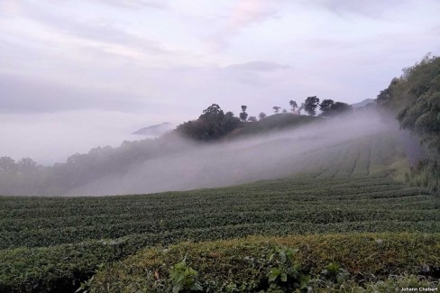 Lever de soleil brumeux sur les plantations de thé d'Alishan à Taiwan