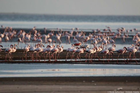 Flamants roses sur le lac Natron