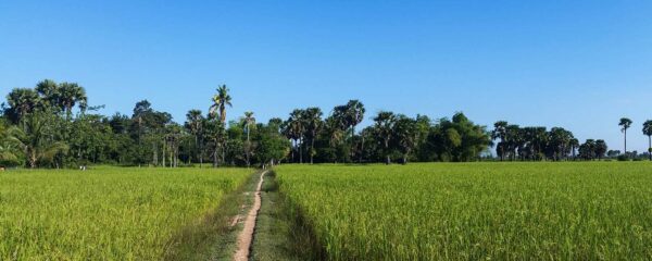 Paysage de rizières de Kep au Cambodge