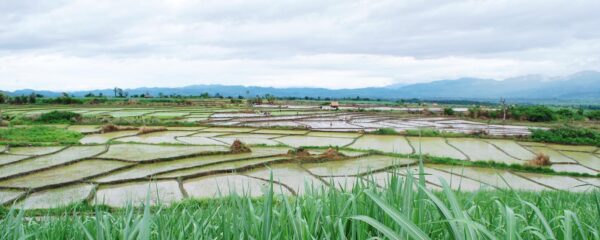 paysage de rizières au Laos